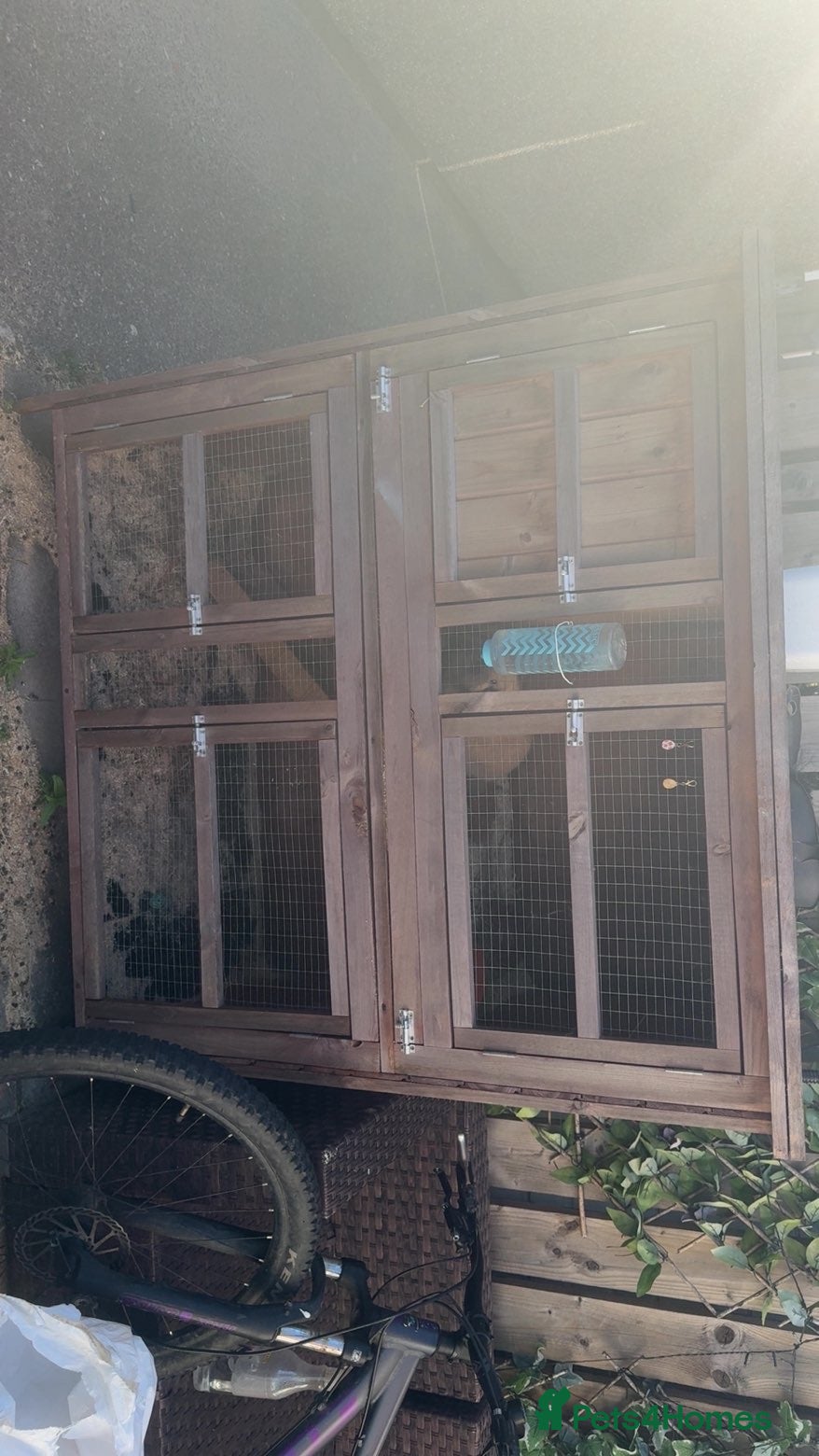 Mini Lop rabbits for sale: 2 mini lop boys in Hull - Advert 9