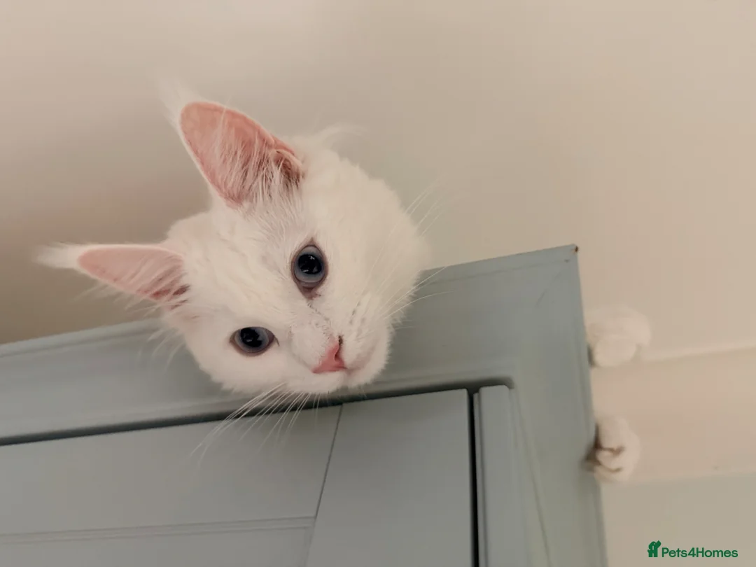 Maine Coon cats for sale: White blue eyes maine coon - Advert 15