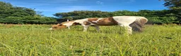 Dartmoor horses for sale: Dartmoor hill pony - Advert 8