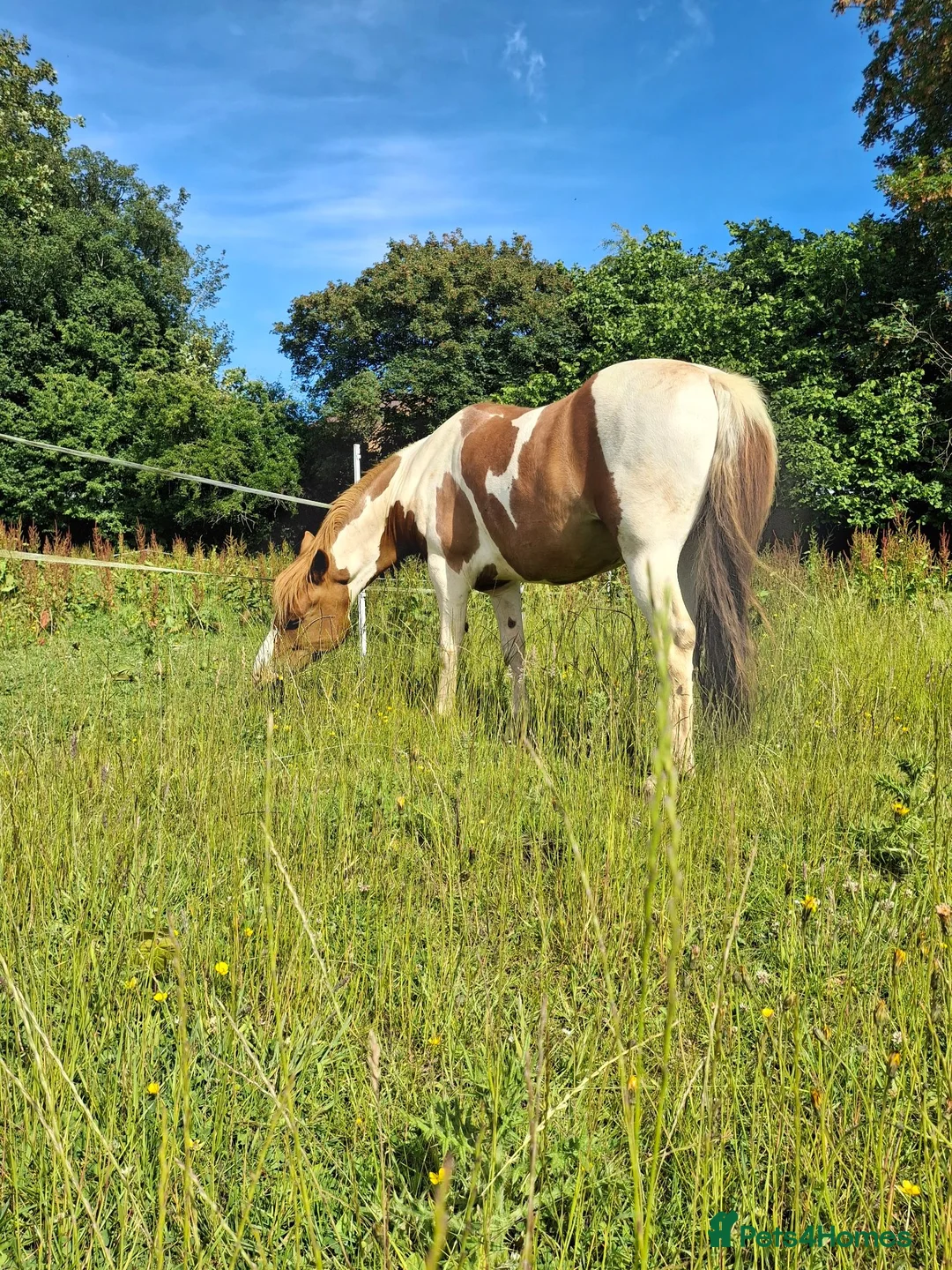 Dartmoor horses for sale: Dartmoor hill pony - Advert 8