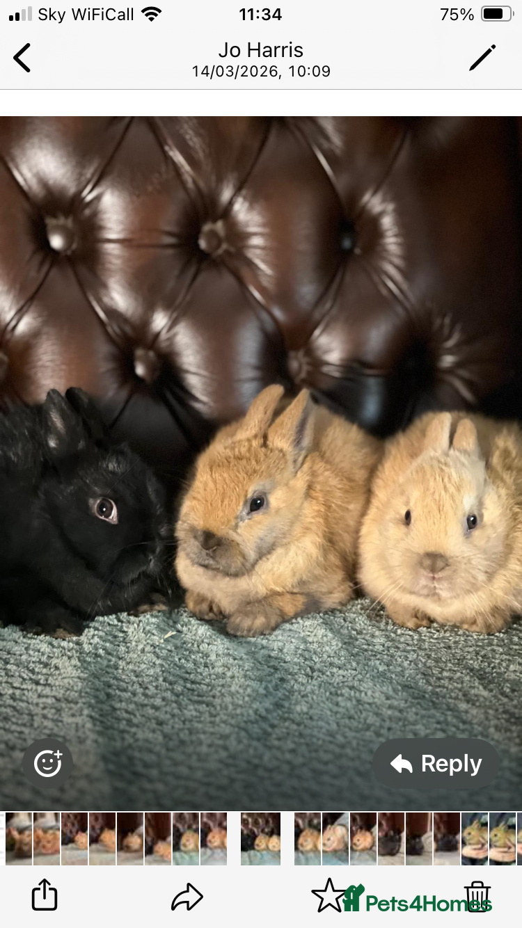 Netherland Dwarf rabbits Pure bred Netherland Dwarf bunnies - Advert 1