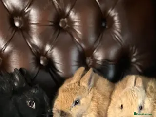 Netherland Dwarf rabbits Pure bred Netherland Dwarf bunnies - Advert 1