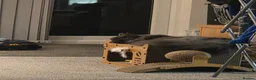 Maine Coon cats for sale: UNIQUE ACTIVE MAINCOON BABBIES😍 - Advert 1