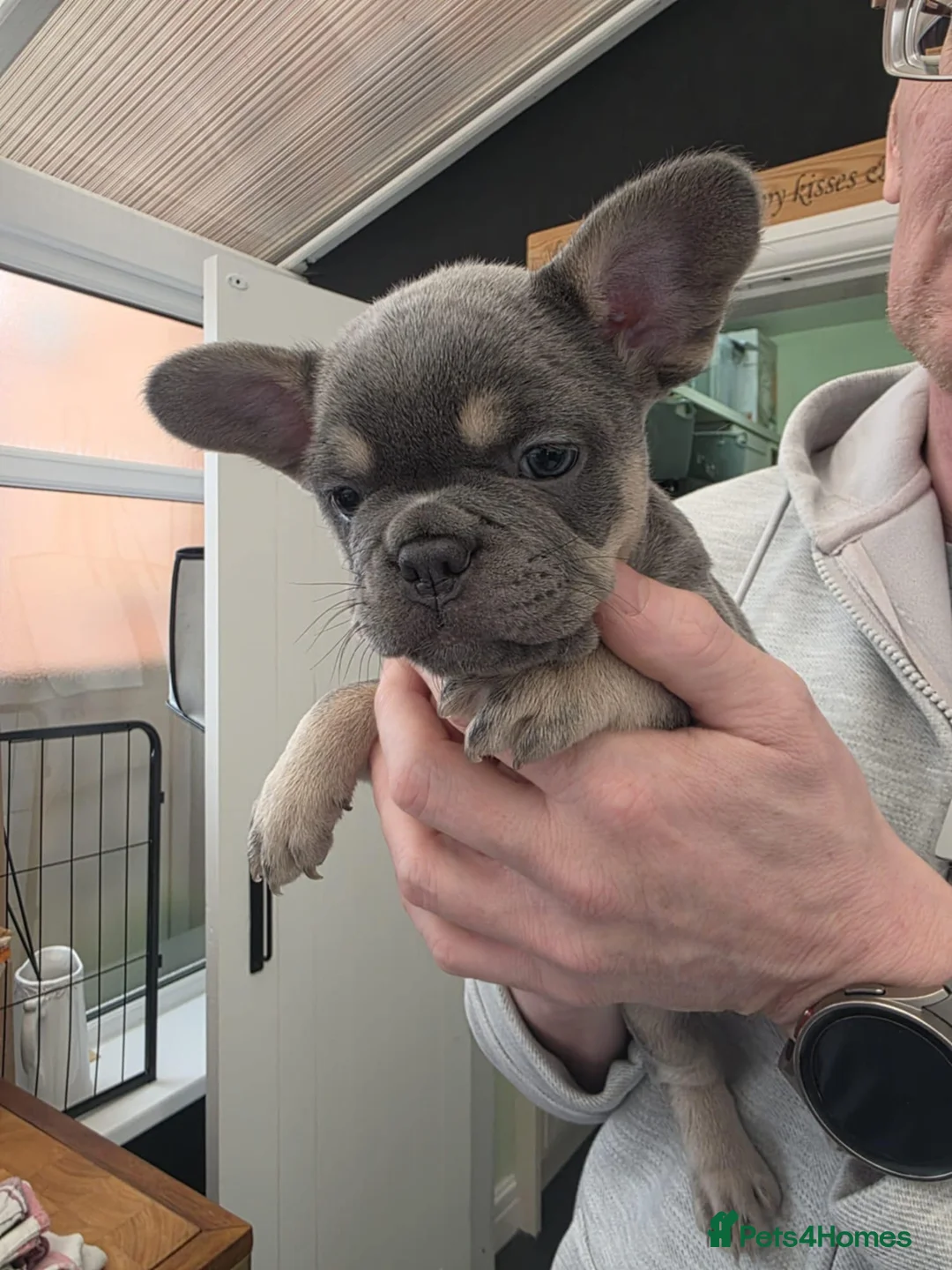French Bulldog dogs for sale: French Bulldog puppies - Advert 8