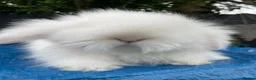 Mini Lion Lop rabbits for sale: Stunning TeddyWidder Babies  - Advert 7