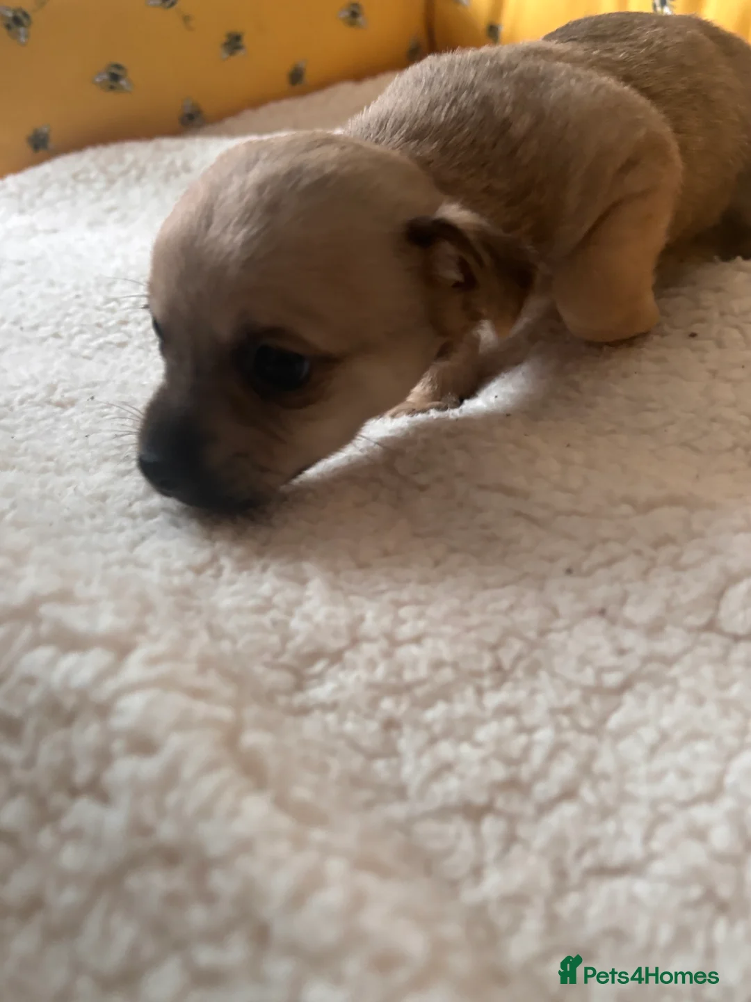 Mixed Breed dogs for sale: 5 beautiful Jackchi boys  - Advert 21