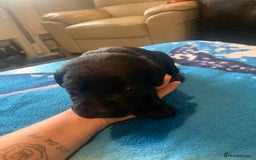 Labrador Retriever dogs for sale: Labrador puppys - Image 32