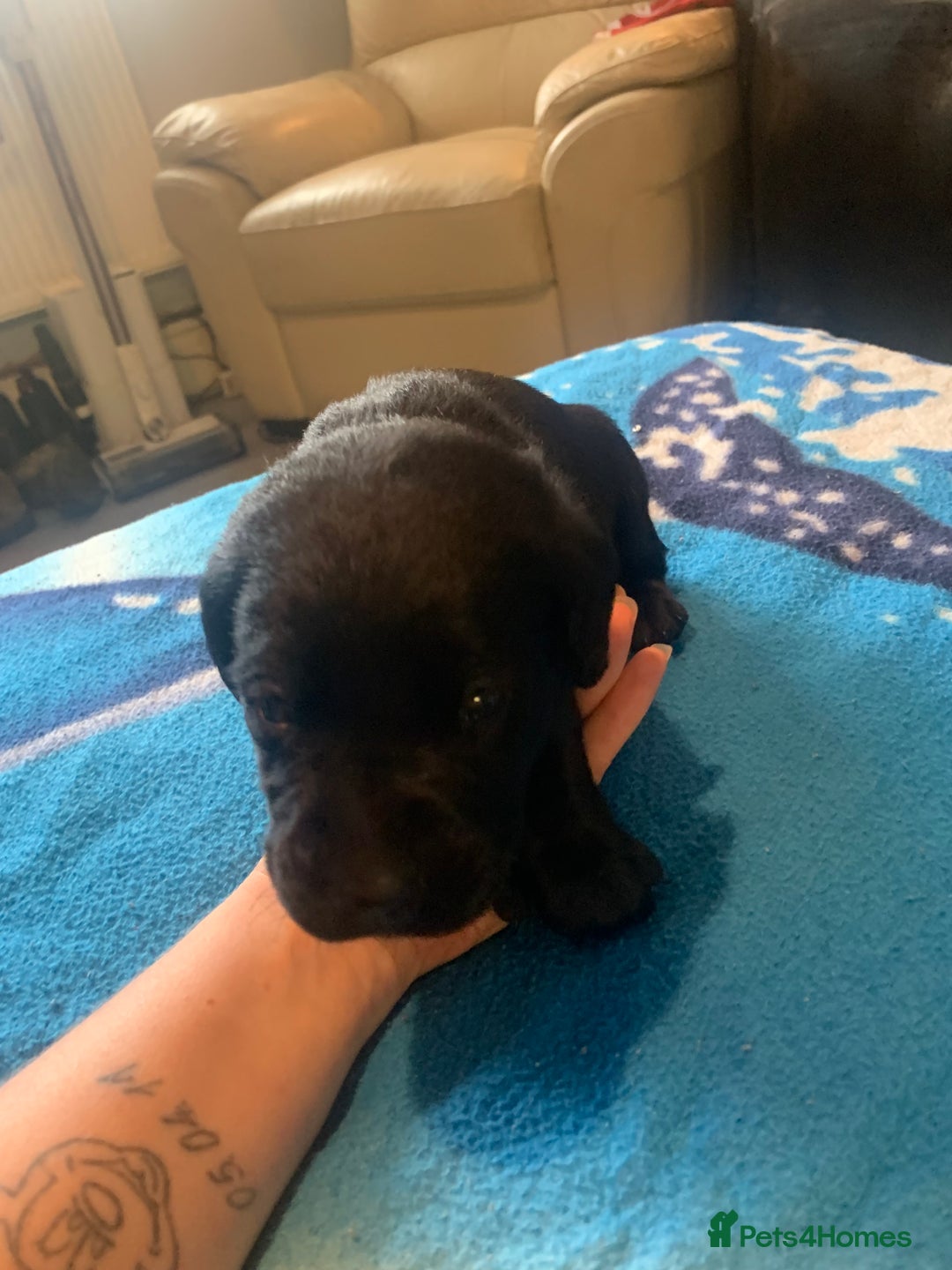 Labrador Retriever dogs for sale: Labrador puppys - Image 32