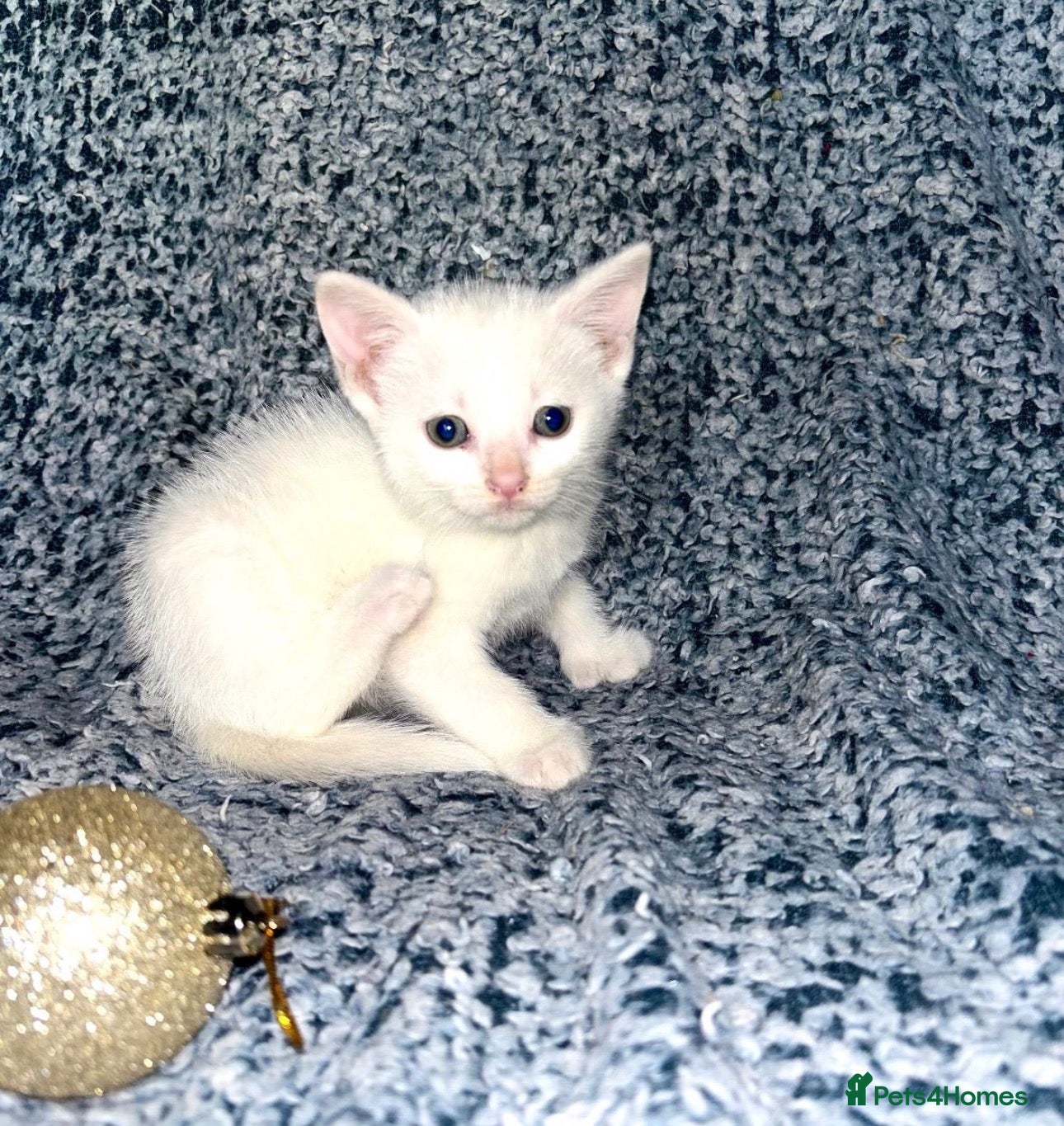 Turkish Angora cats X2 Turkish Angora Kittens - ready to leave! - Advert 2