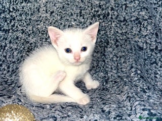 Turkish Angora cats X2 Turkish Angora Kittens - ready to leave! - Advert 2
