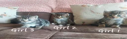 Mixed Breed cats for sale: Norwegian Forest Cross kittens - Advert 6
