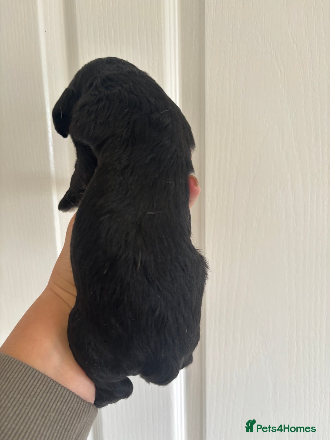 Mixed Breed dogs for sale: Beagle x poodle puppies  - Image 7