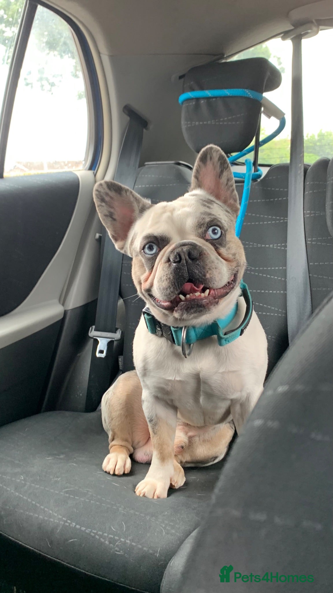 French Bulldog dogs 𝐤𝐨𝐢𝐭𝐚𝐬𝐭𝐢𝐜🐼🎏 - Advert 11