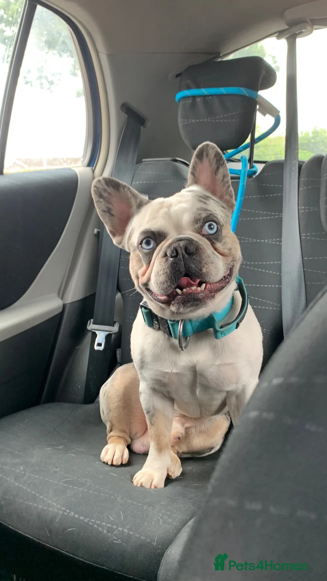 French Bulldog dogs for stud: 𝐤𝐨𝐢𝐭𝐚𝐬𝐭𝐢𝐜🐼🎏 - Advert 1