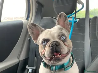 French Bulldog dogs 𝐤𝐨𝐢𝐭𝐚𝐬𝐭𝐢𝐜🐼🎏 - Advert 1