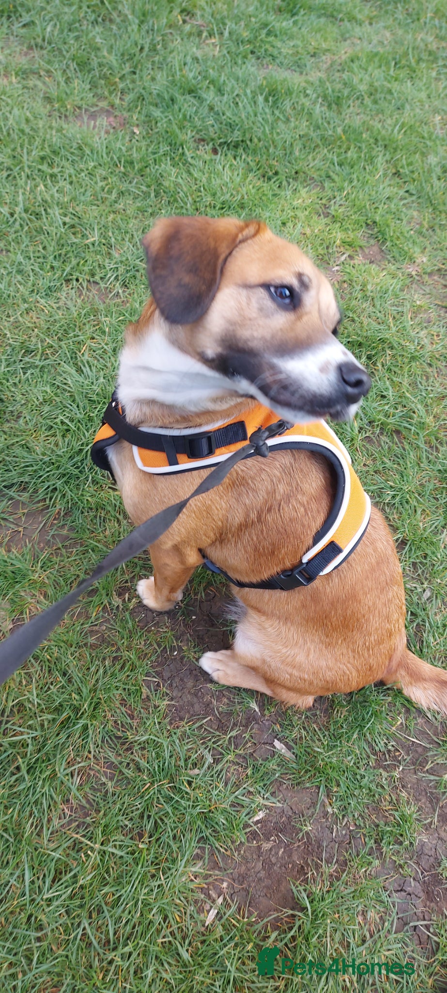 Mixed Breed dogs Cockapoo cross - Advert 5