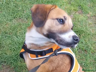 Mixed Breed dogs Cockapoo cross - Advert 5