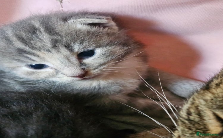 British Shorthair cats - Advert 8