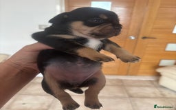 Mixed Breed dogs for sale: French billhuahua - Image 29