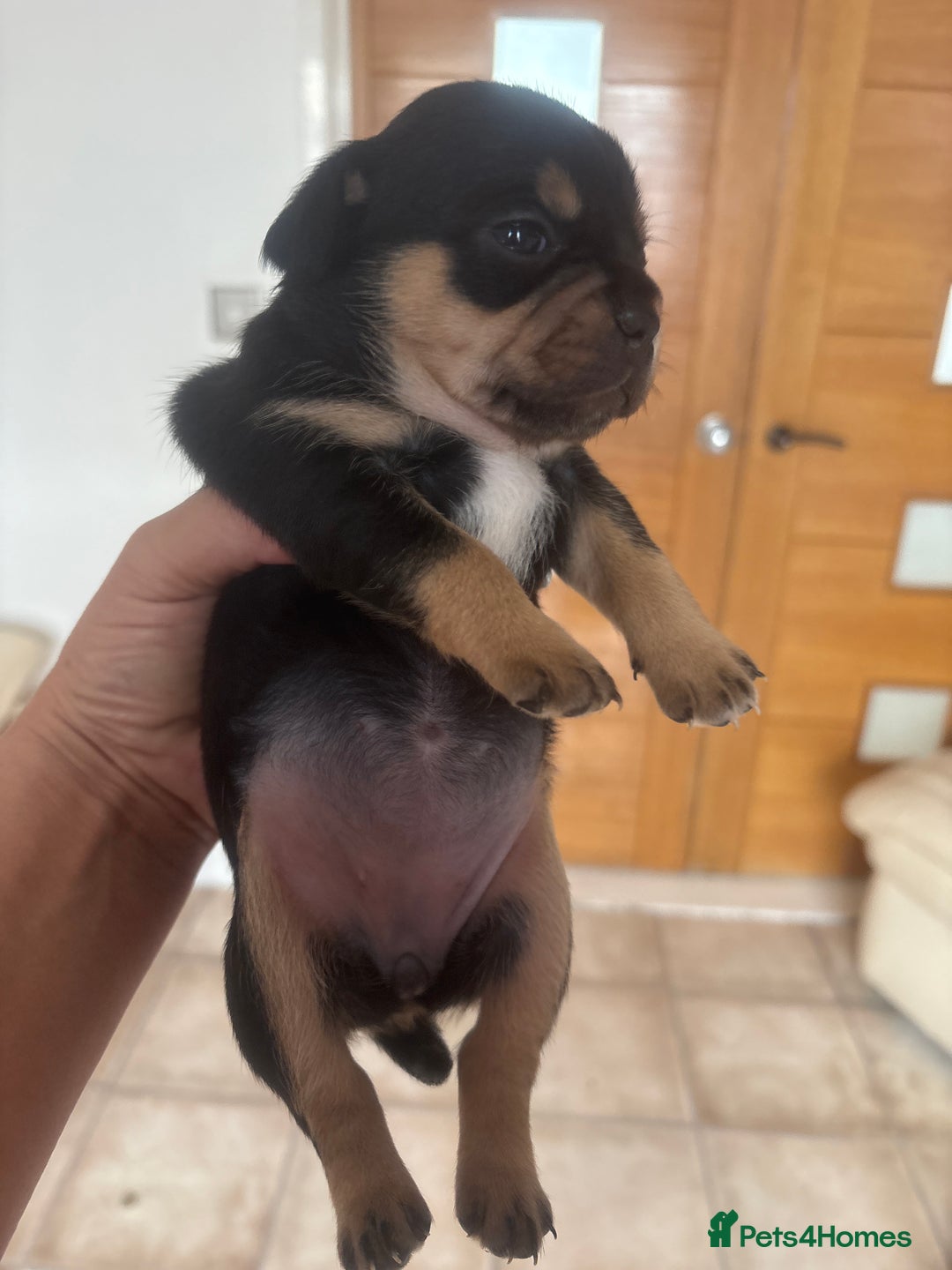 Mixed Breed dogs for sale: French billhuahua - Image 29