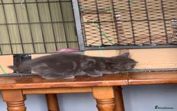 Mixed Breed cats for sale: Beautiful Blue Boys - Image 4