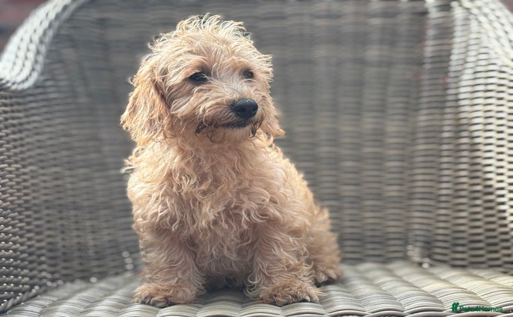 Mixed Breed dogs - Advert 1