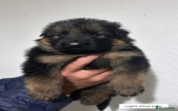 German Shepherd dogs for sale: BIG BONDED, LONG HAIRED GSD PUPPYS  - Image 18
