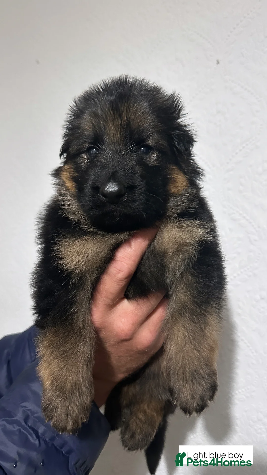 German Shepherd dogs for sale: WAITING LIST 2026 BIG BONDED, LONG HAIRED PUPPYS  - Advert 18