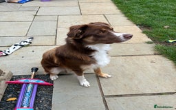 Borador dogs for sale: Labrador collie for sale  - Image 5