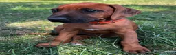 Rhodesian Ridgeback dogs for sale: 5 Star Council Registered Breeder         - Advert 15
