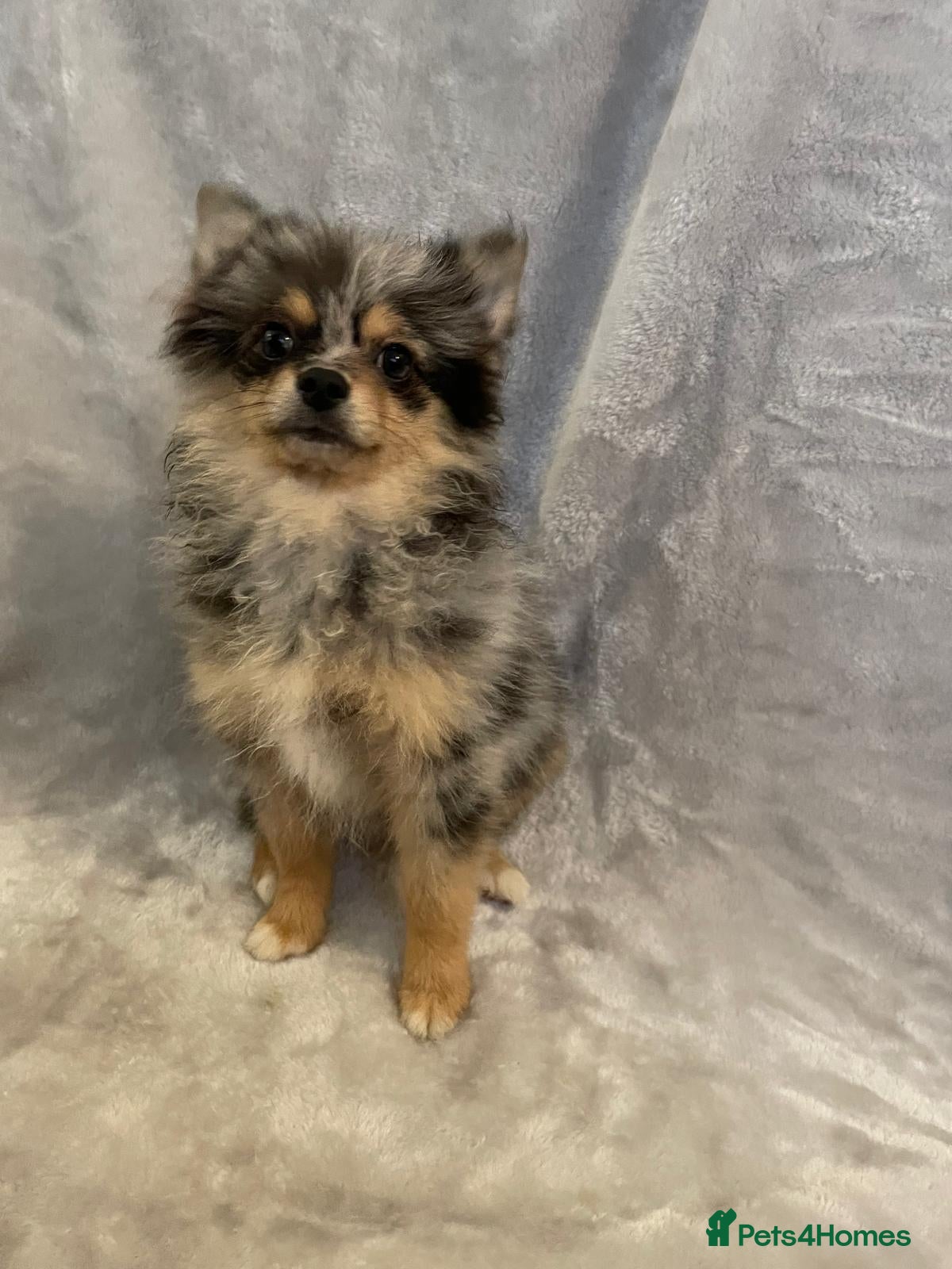 Pomchi dogs Beautiful pomeranian puppies  - Advert 1