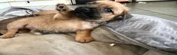 Jack Russell dogs for sale: Docked Jack Russle pups - Advert 5