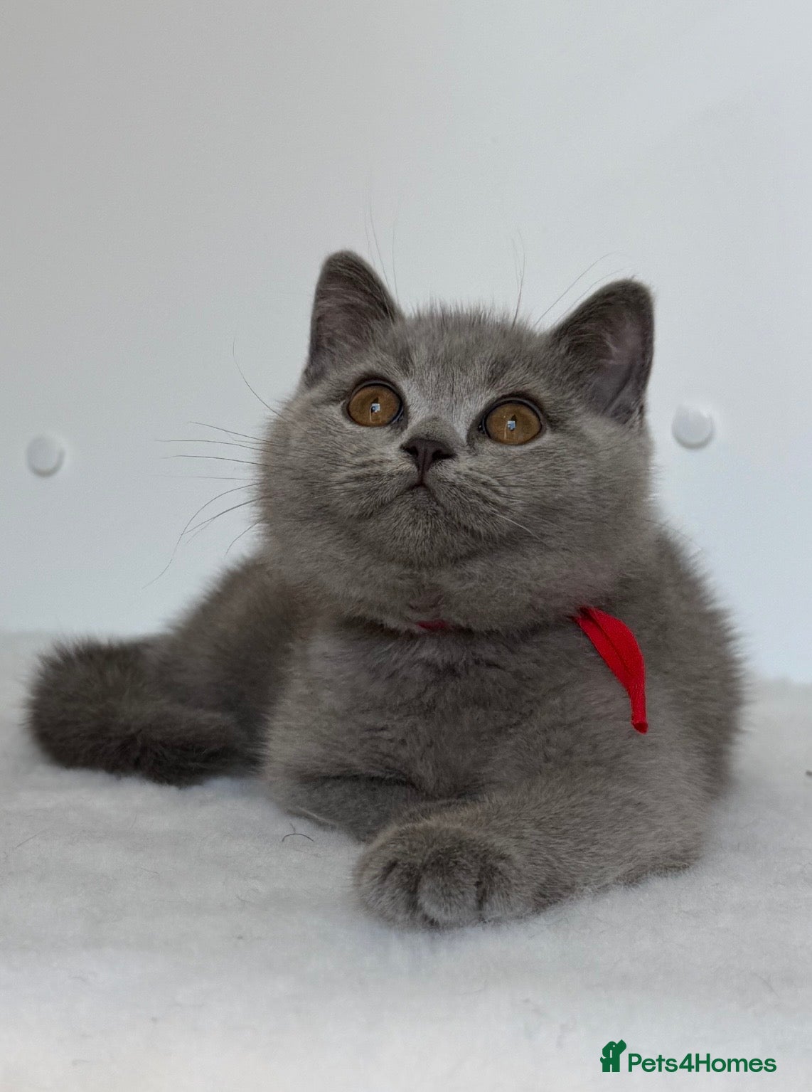 British Shorthair cats ✨ GCCF BEAUTIFUL KITTENS ✨ - Advert 1