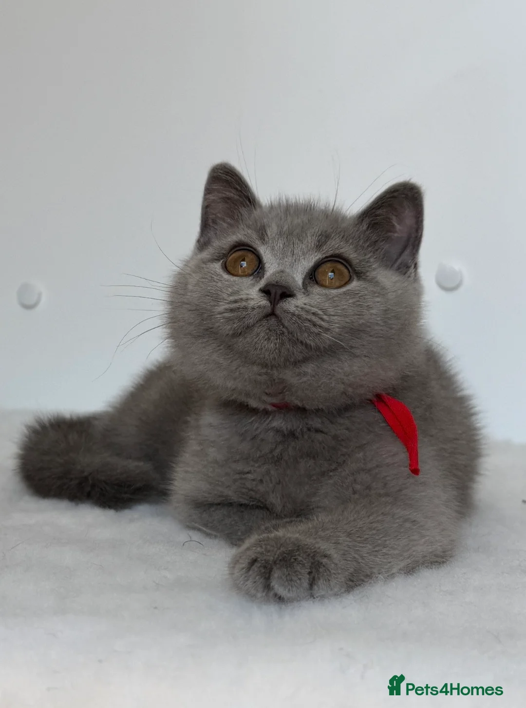 British Shorthair cats for sale: ✨ GCCF BEAUTIFUL KITTENS ✨ - Advert 1