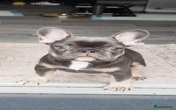 French Bulldog dogs for sale: French bulldog  - Image 8