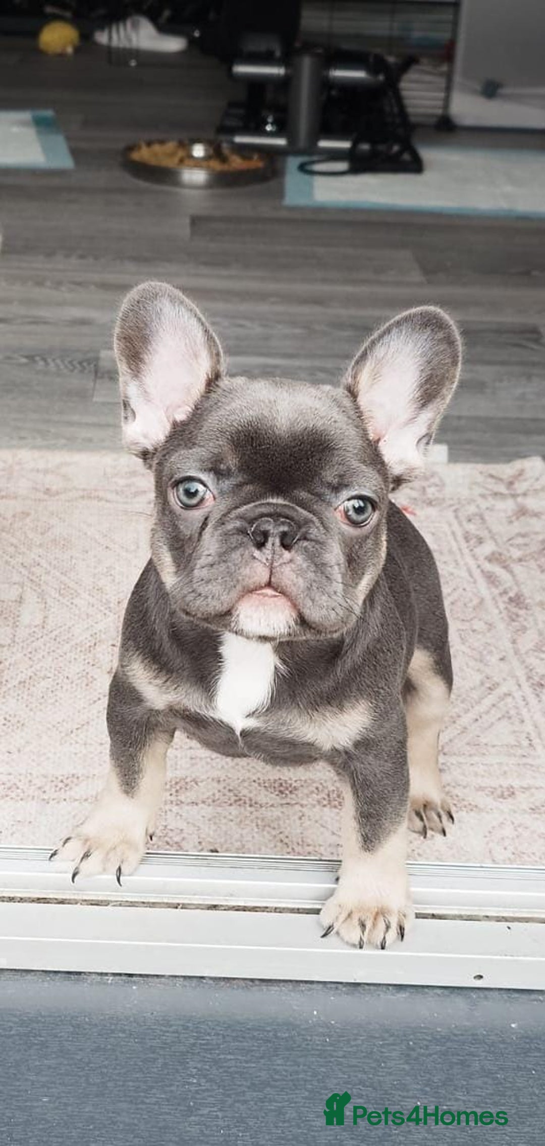 French Bulldog dogs for sale: French bulldog  - Image 8