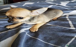 Chihuahua dogs for sale: Gorgeous Chihuahua puppies, ready now. - Image 13