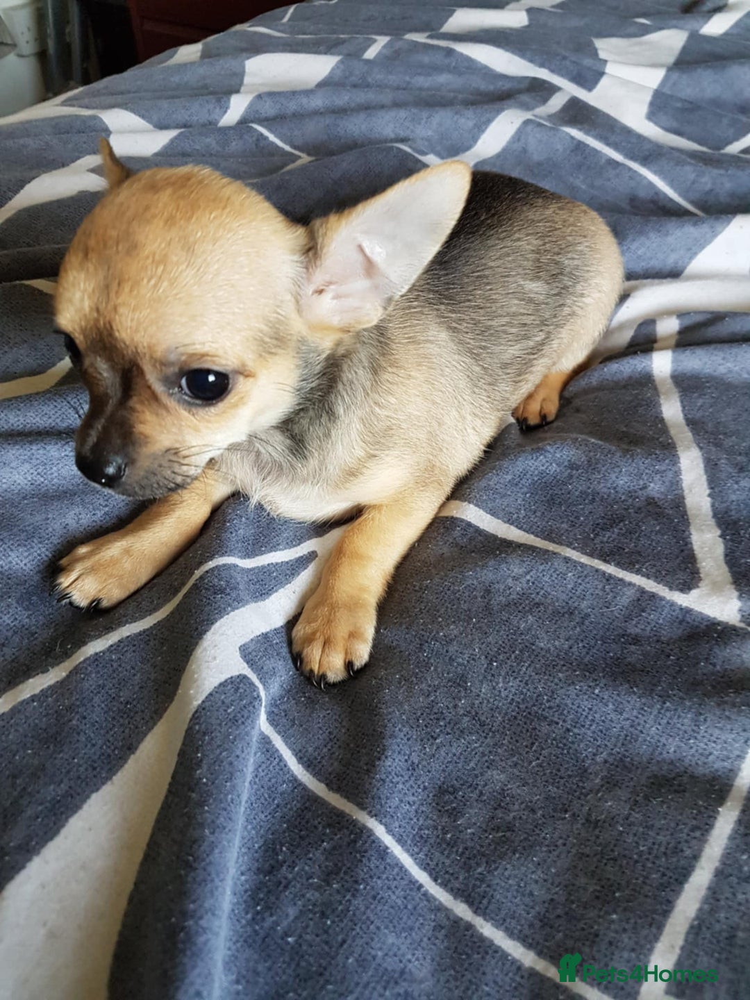 Chihuahua dogs for sale: Gorgeous Chihuahua puppies, ready now. - Image 13
