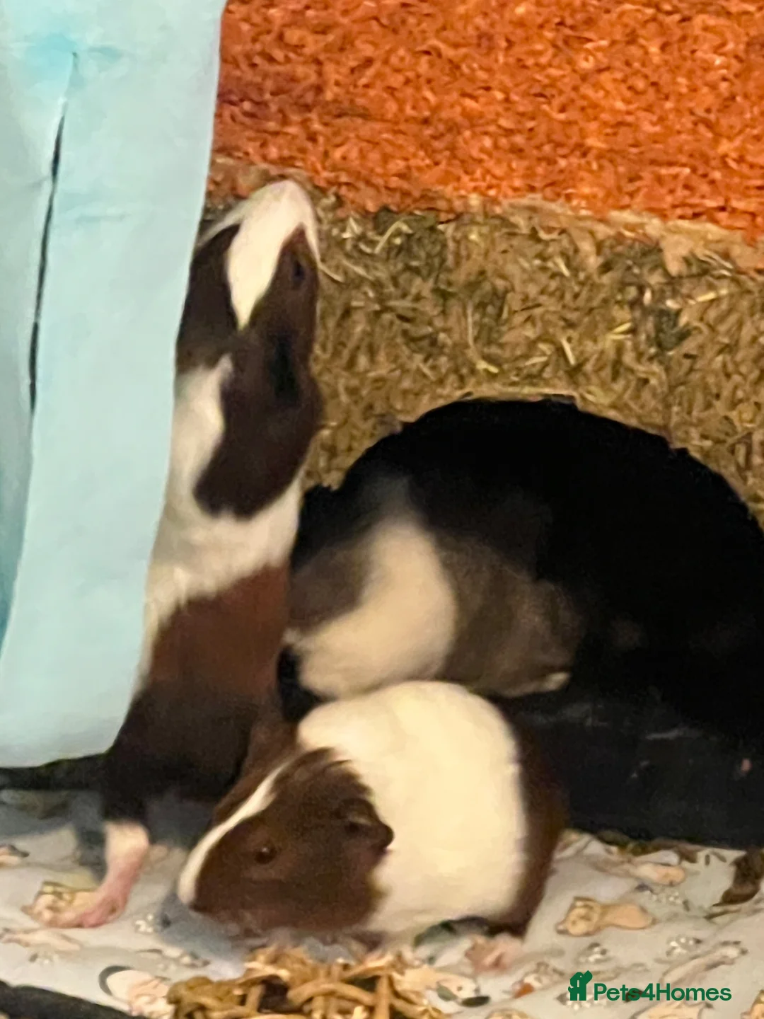 Guinea Pig rodents for sale: 2 week old baby guinea pigs for sale - Advert 7