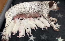 Braque du Bourbonnais dogs for sale: Braque du Bourbonnais Puppies - Image 19