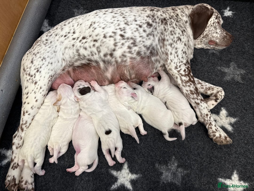 Braque du Bourbonnais dogs for sale: Braque du Bourbonnais Puppies - Image 19