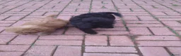 Labradoodle dogs for sale: Labradoodle pups F1B - Advert 3