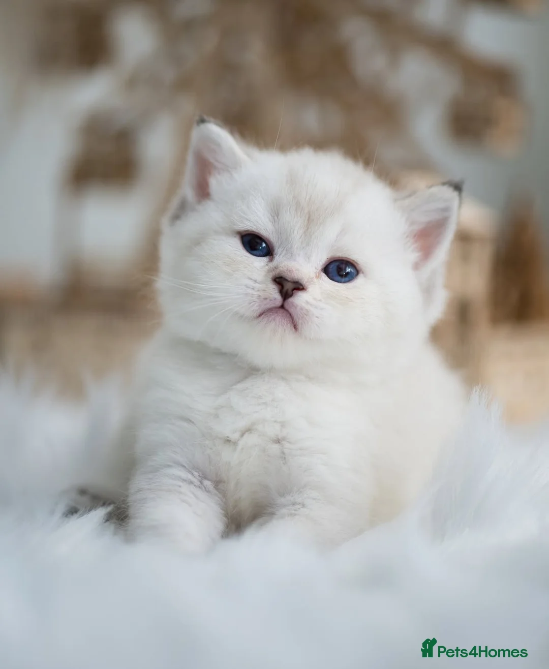British Shorthair cats for sale: Beautiful colourpoint British shorthair kittens - Advert 2
