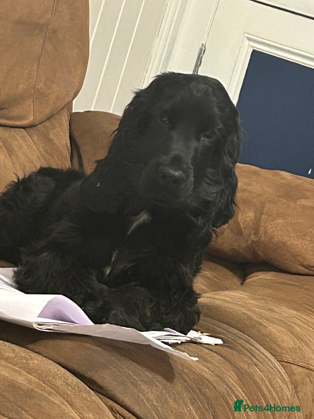 Cocker Spaniel dogs for sale: Show cocker spaniel  - Advert 3