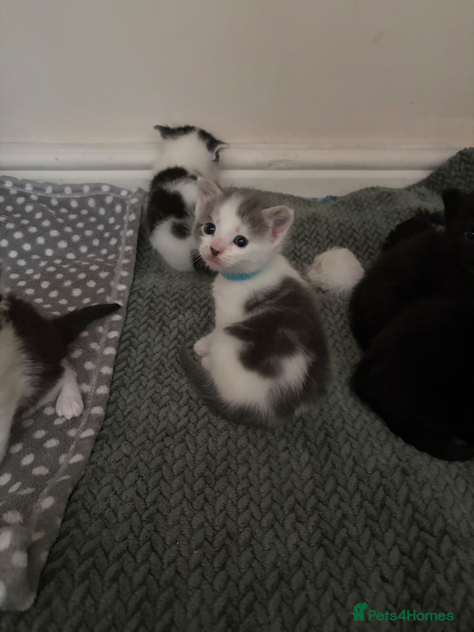 Mixed Breed cats Gorgeous long haired kittens  - Advert 2