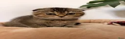 Scottish Fold cats for sale: Beautiful pedigree Scottish fold kittens - Advert 3