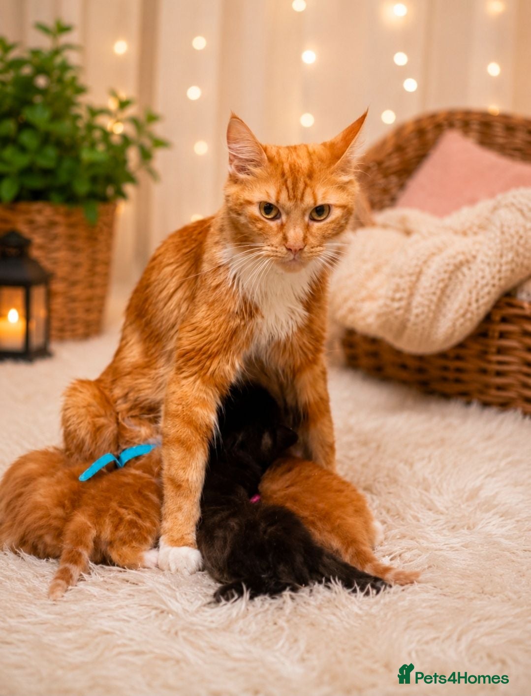 Maine Coon cats Main Coon  - Advert 1