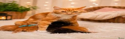 Maine Coon cats for sale: Main Coon  - Advert 1
