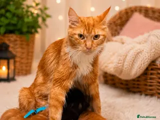 Maine Coon cats Main Coon - Advert 18