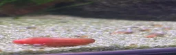 Snails fish for sale: 💗Pink & 🐆Leopard Spotted ramshorn snails in London - Advert 2